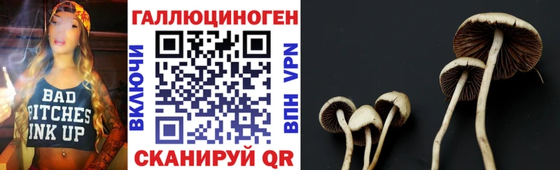 где найти Радужный Псилоцибиновые грибы Psilocybine cubensis